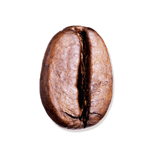 Javan Coffee Bean